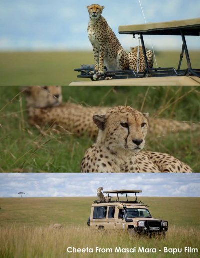 Cheeta bapu